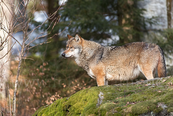 Wolf (Canis lupus)