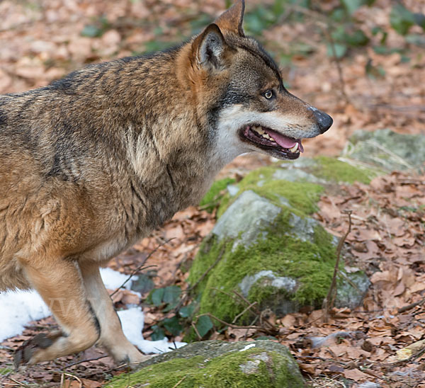 Wolf (Canis lupus)