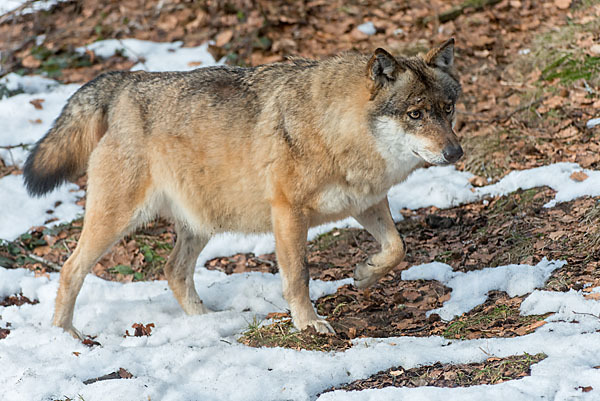 Wolf (Canis lupus)