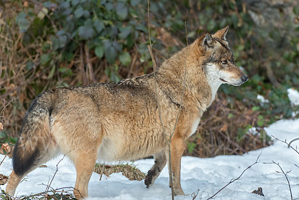 Wolf (Canis lupus)