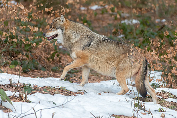 Wolf (Canis lupus)