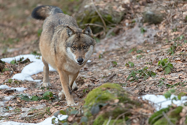 Wolf (Canis lupus)