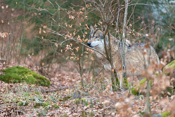 Wolf (Canis lupus)