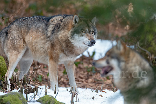 Wolf (Canis lupus)