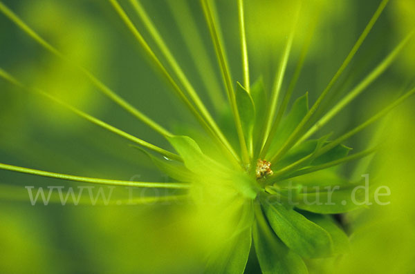 Wolfsmilch (Euphorbia echinus)