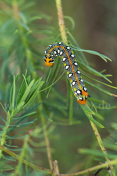 Wolfsmilchschwärmer (Hyles euphorbiae)