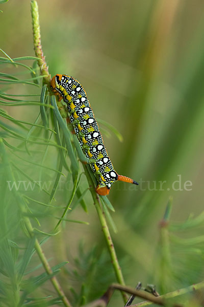 Wolfsmilchschwärmer (Hyles euphorbiae)