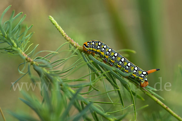 Wolfsmilchschwärmer (Hyles euphorbiae)