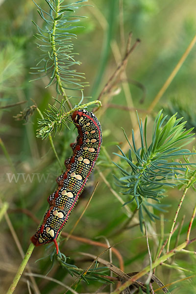 Wolfsmilchschwärmer (Hyles euphorbiae)