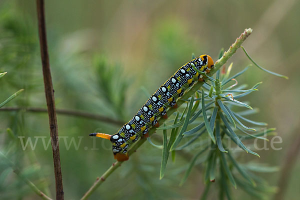 Wolfsmilchschwärmer (Hyles euphorbiae)