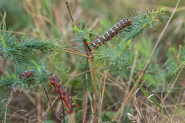 Wolfsmilchschwärmer (Hyles euphorbiae)