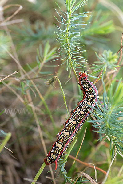 Wolfsmilchschwärmer (Hyles euphorbiae)