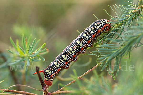 Wolfsmilchschwärmer (Hyles euphorbiae)