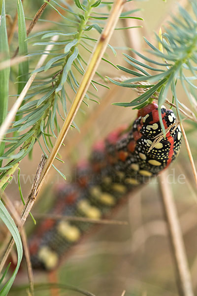 Wolfsmilchschwärmer (Hyles euphorbiae)