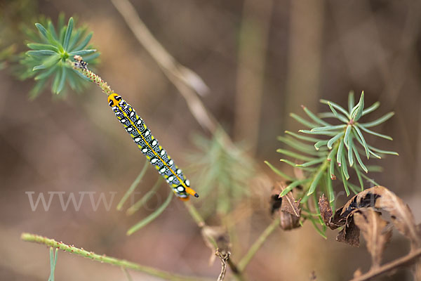 Wolfsmilchschwärmer (Hyles euphorbiae)