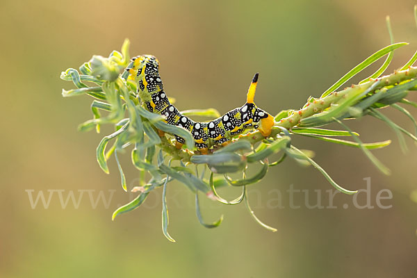 Wolfsmilchschwärmer (Hyles euphorbiae)