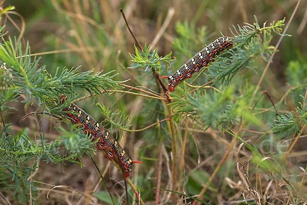 Wolfsmilchschwärmer (Hyles euphorbiae)