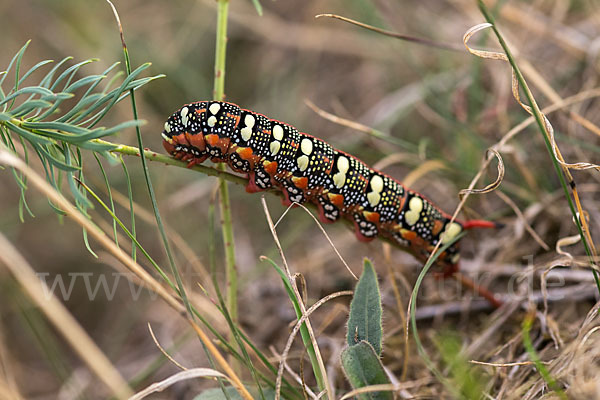 Wolfsmilchschwärmer (Hyles euphorbiae)