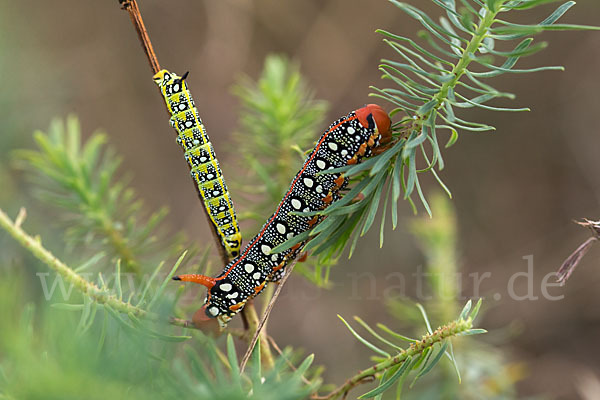 Wolfsmilchschwärmer (Hyles euphorbiae)