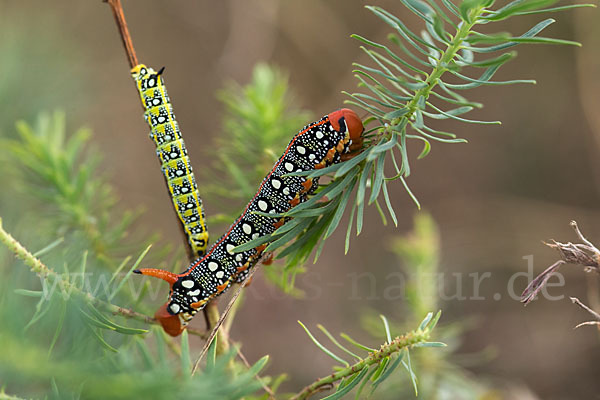 Wolfsmilchschwärmer (Hyles euphorbiae)