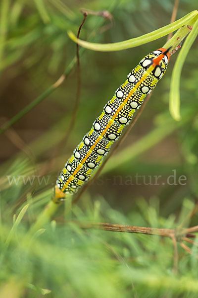 Wolfsmilchschwärmer (Hyles euphorbiae)