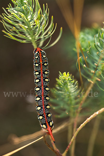 Wolfsmilchschwärmer (Hyles euphorbiae)