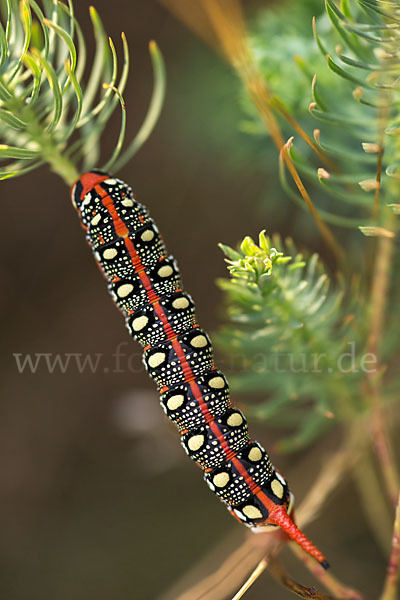 Wolfsmilchschwärmer (Hyles euphorbiae)