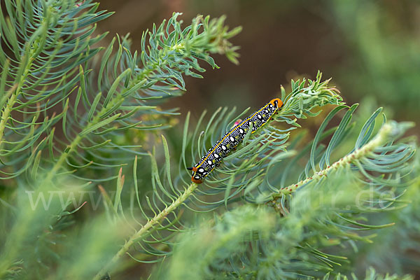 Wolfsmilchschwärmer (Hyles euphorbiae)