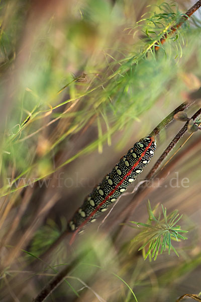 Wolfsmilchschwärmer (Hyles euphorbiae)