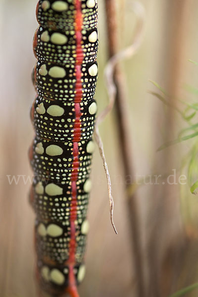 Wolfsmilchschwärmer (Hyles euphorbiae)