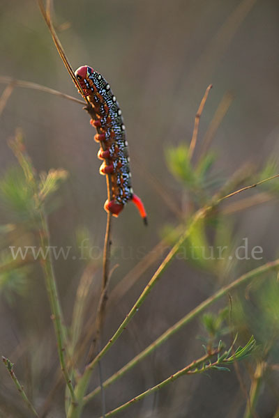 Wolfsmilchschwärmer (Hyles euphorbiae)