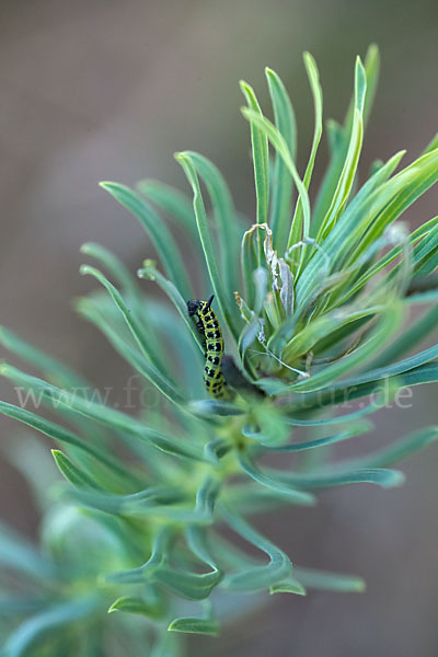 Wolfsmilchschwärmer (Hyles euphorbiae)