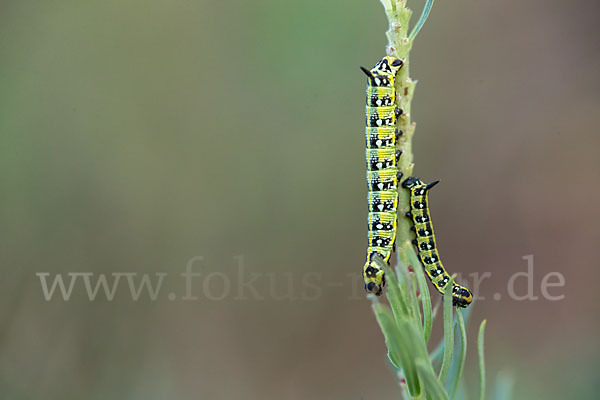 Wolfsmilchschwärmer (Hyles euphorbiae)