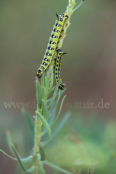 Wolfsmilchschwärmer (Hyles euphorbiae)