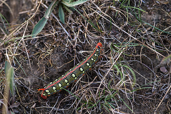 Wolfsmilchschwärmer (Hyles euphorbiae)