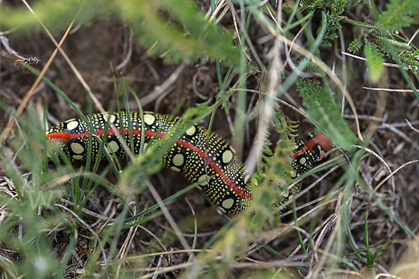 Wolfsmilchschwärmer (Hyles euphorbiae)