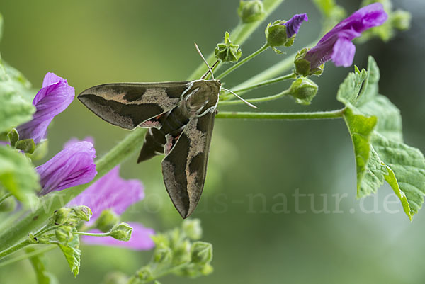 Wolfsmilchschwärmer (Hyles euphorbiae)