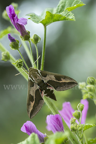 Wolfsmilchschwärmer (Hyles euphorbiae)