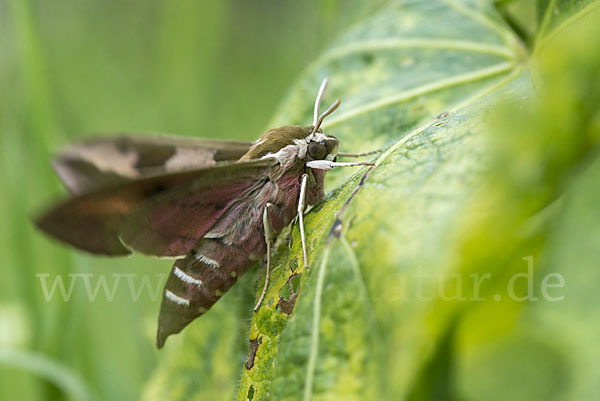 Wolfsmilchschwärmer (Hyles euphorbiae)