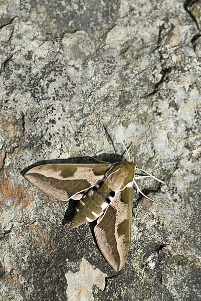 Wolfsmilchschwärmer (Hyles euphorbiae)