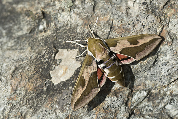 Wolfsmilchschwärmer (Hyles euphorbiae)