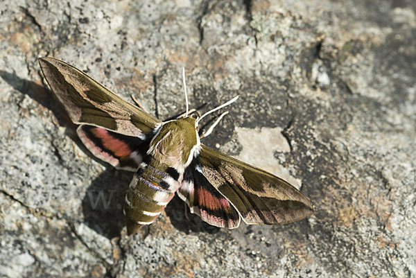 Wolfsmilchschwärmer (Hyles euphorbiae)