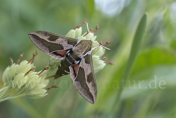 Wolfsmilchschwärmer (Hyles euphorbiae)