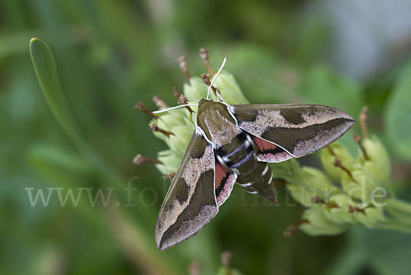 Wolfsmilchschwärmer (Hyles euphorbiae)