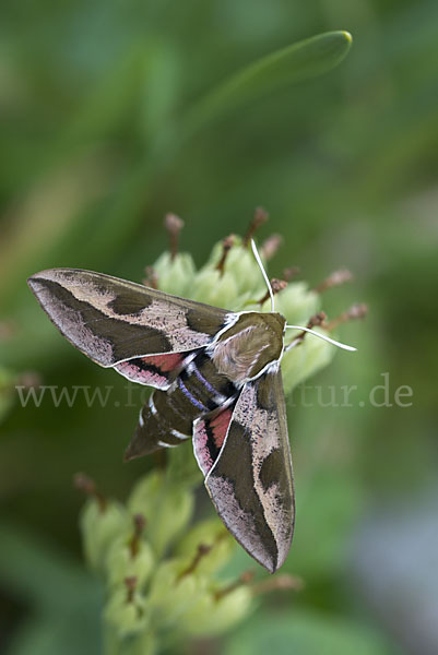 Wolfsmilchschwärmer (Hyles euphorbiae)