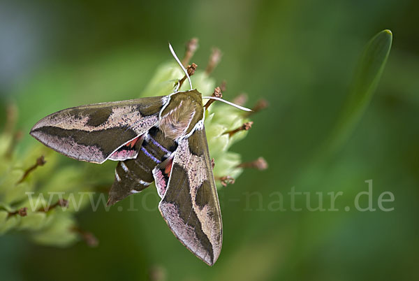 Wolfsmilchschwärmer (Hyles euphorbiae)