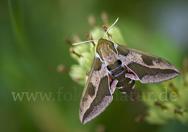 Wolfsmilchschwärmer (Hyles euphorbiae)