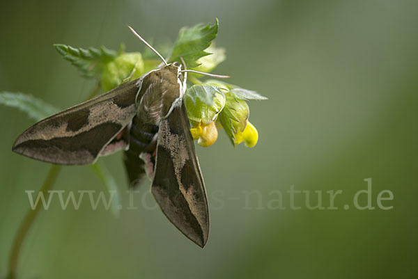 Wolfsmilchschwärmer (Hyles euphorbiae)