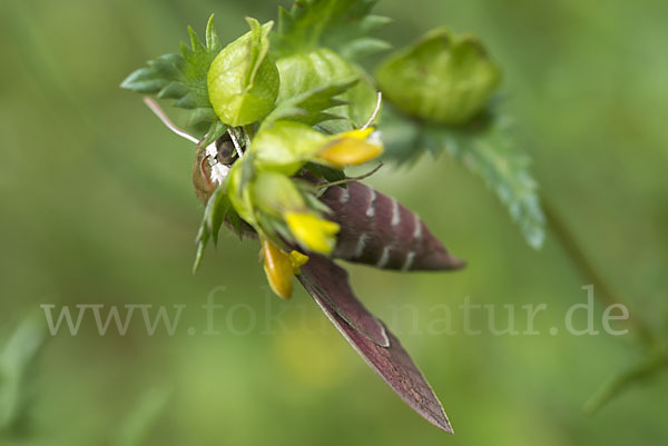 Wolfsmilchschwärmer (Hyles euphorbiae)