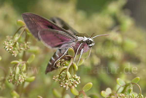 Wolfsmilchschwärmer (Hyles euphorbiae)